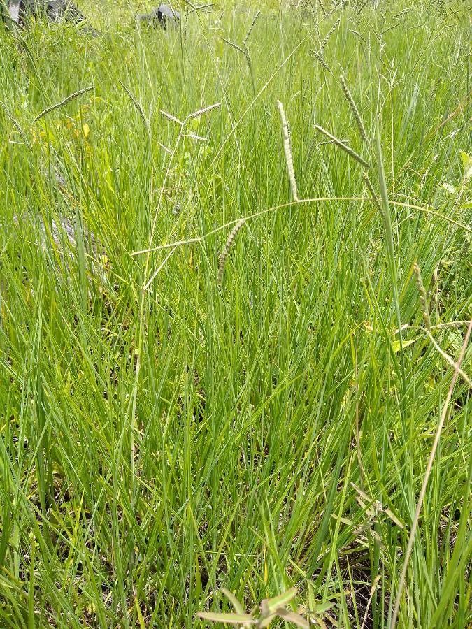 Paspalum plicatulum — search result for 'Paspalum'