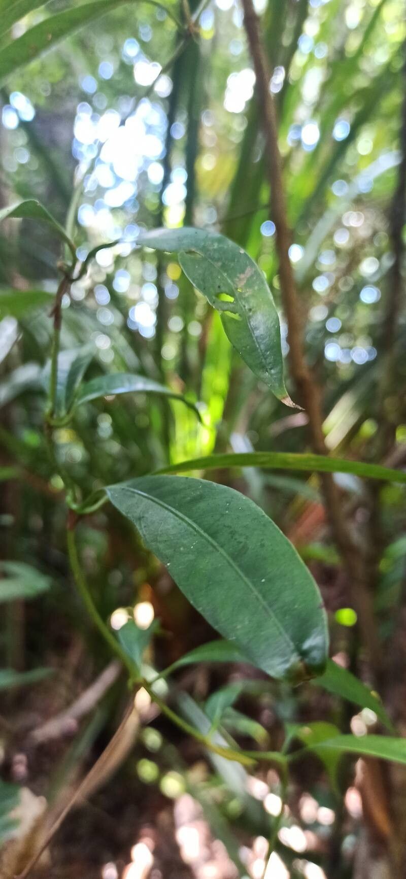 Gynochthodes glaucescens — houseplant care guide