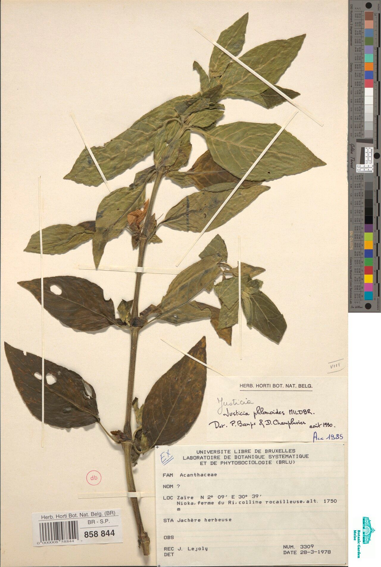 Justicia phlomoides — search result for 'Justicia'