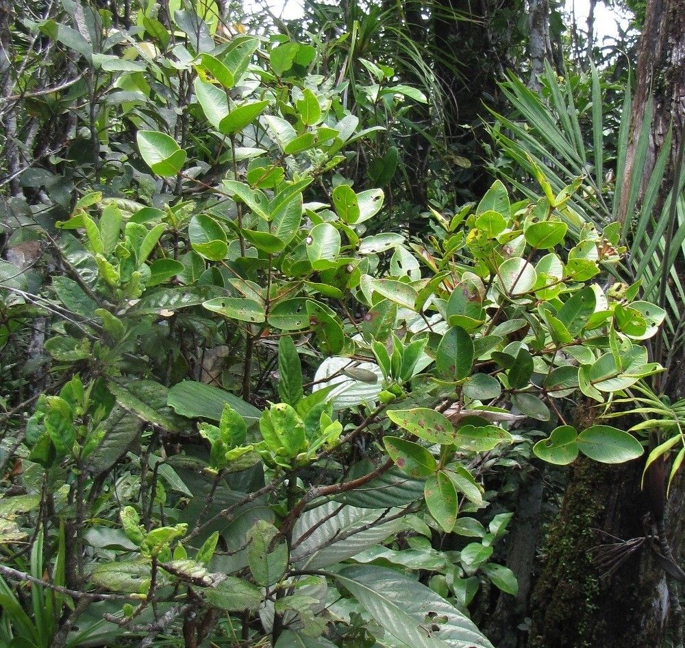 Syzygium propinquum — houseplant care guide