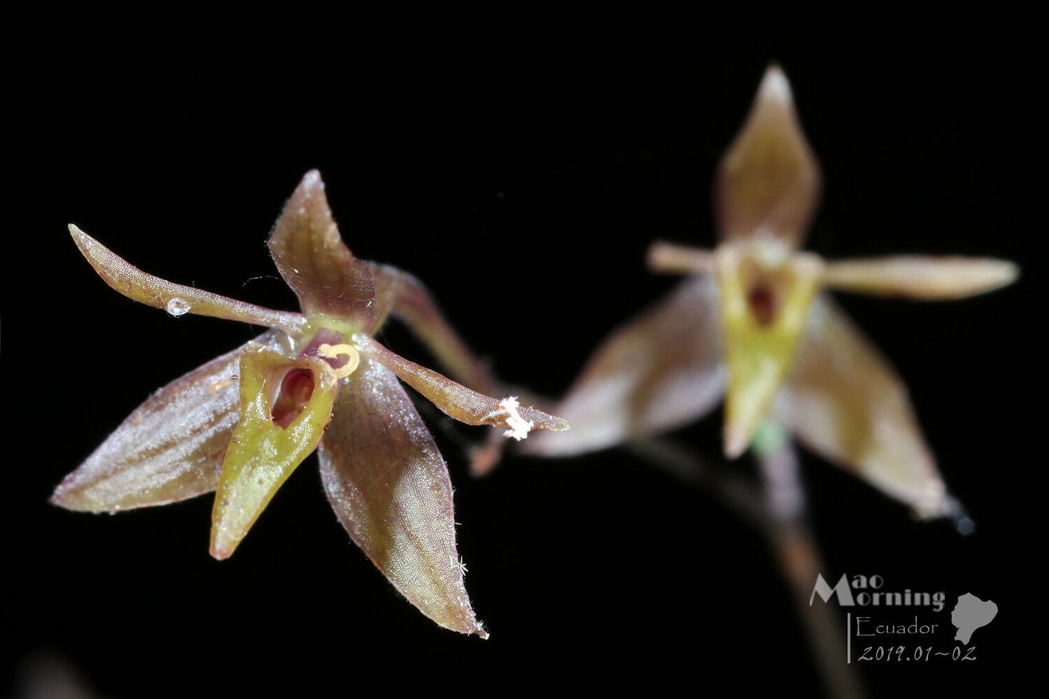 Epidendrum compressum — search result for 'Epidendrum'