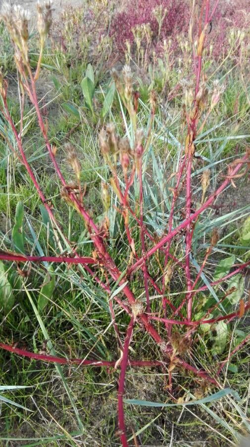 Aster tripolium — houseplant care guide