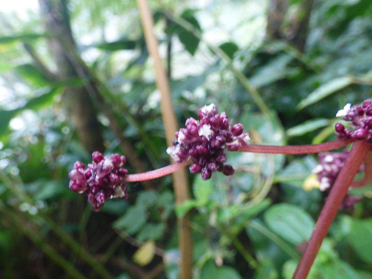 Pilea umbellata flower