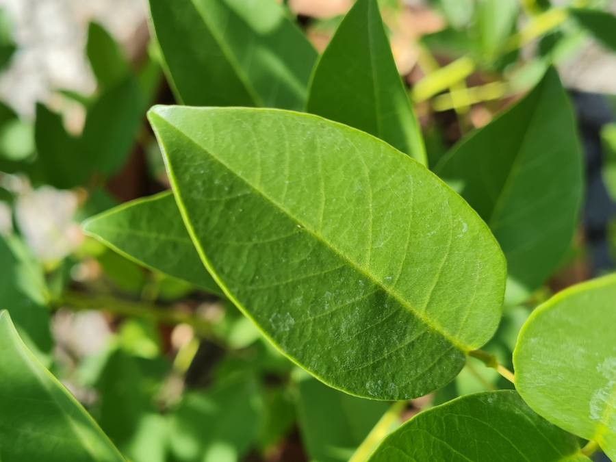 Erythrina crista-galli — search result for 'Erythrina'