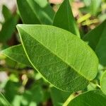 Erythrina crista-galli