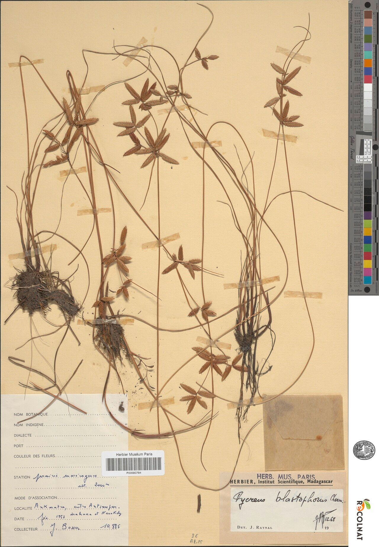 Cyperus blastophorus — houseplant care guide