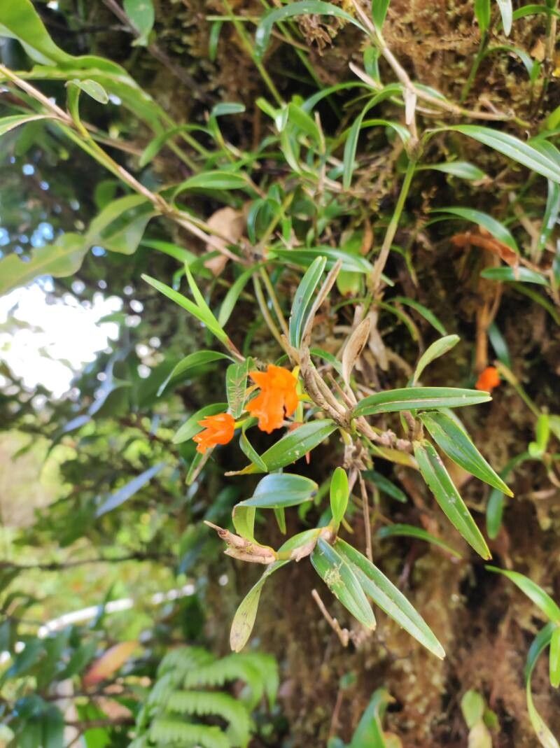 Scaphyglottis sigmoidea — houseplant care guide