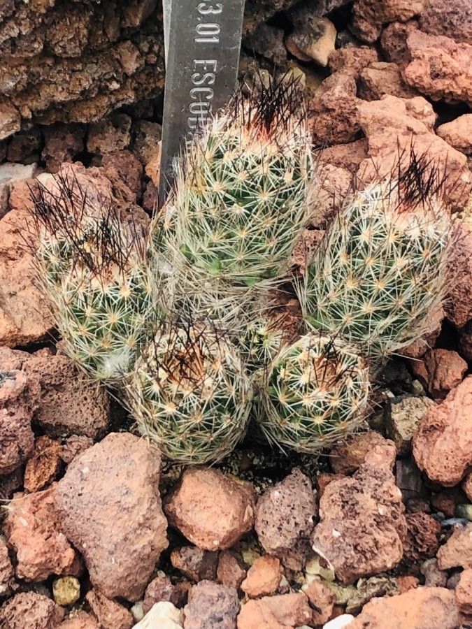 Escobaria zilziana — houseplant care guide