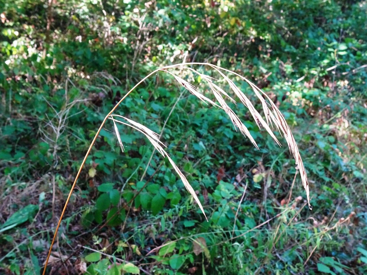 Bromus ramosus flower