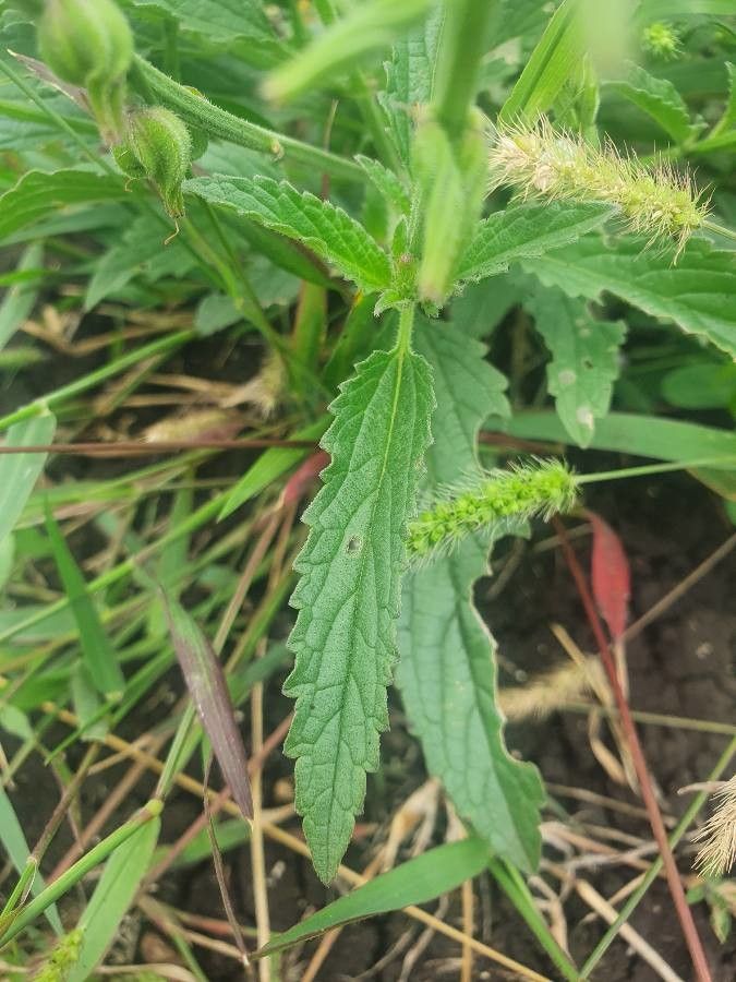 Priva adhaerens — related species from the same genus