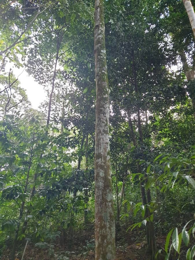 Horsfieldia superba — search result for 'Singapore'