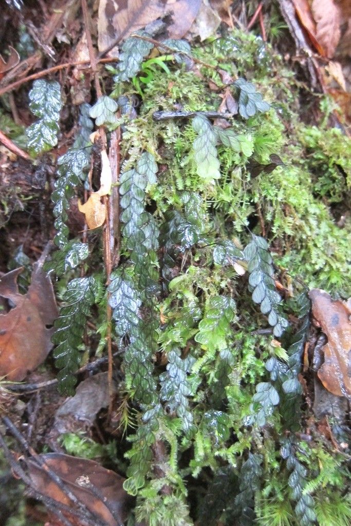 Hymenophyllum rolandi-principis habit