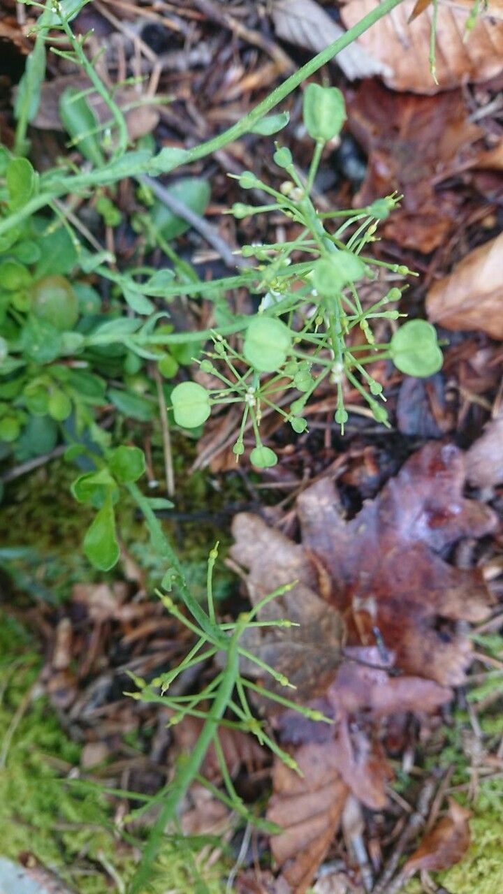 Noccaea montana fruit