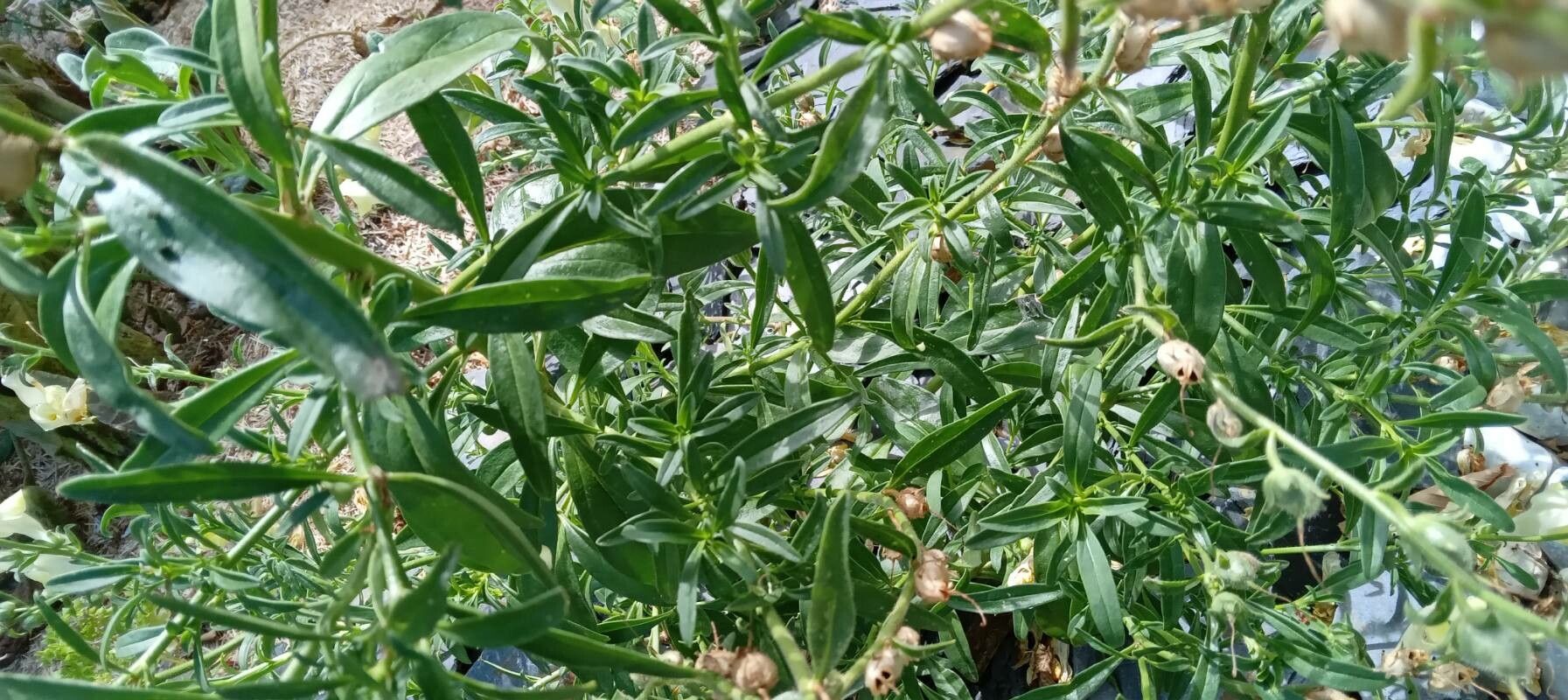 Antirrhinum braun-blanquetii leaf