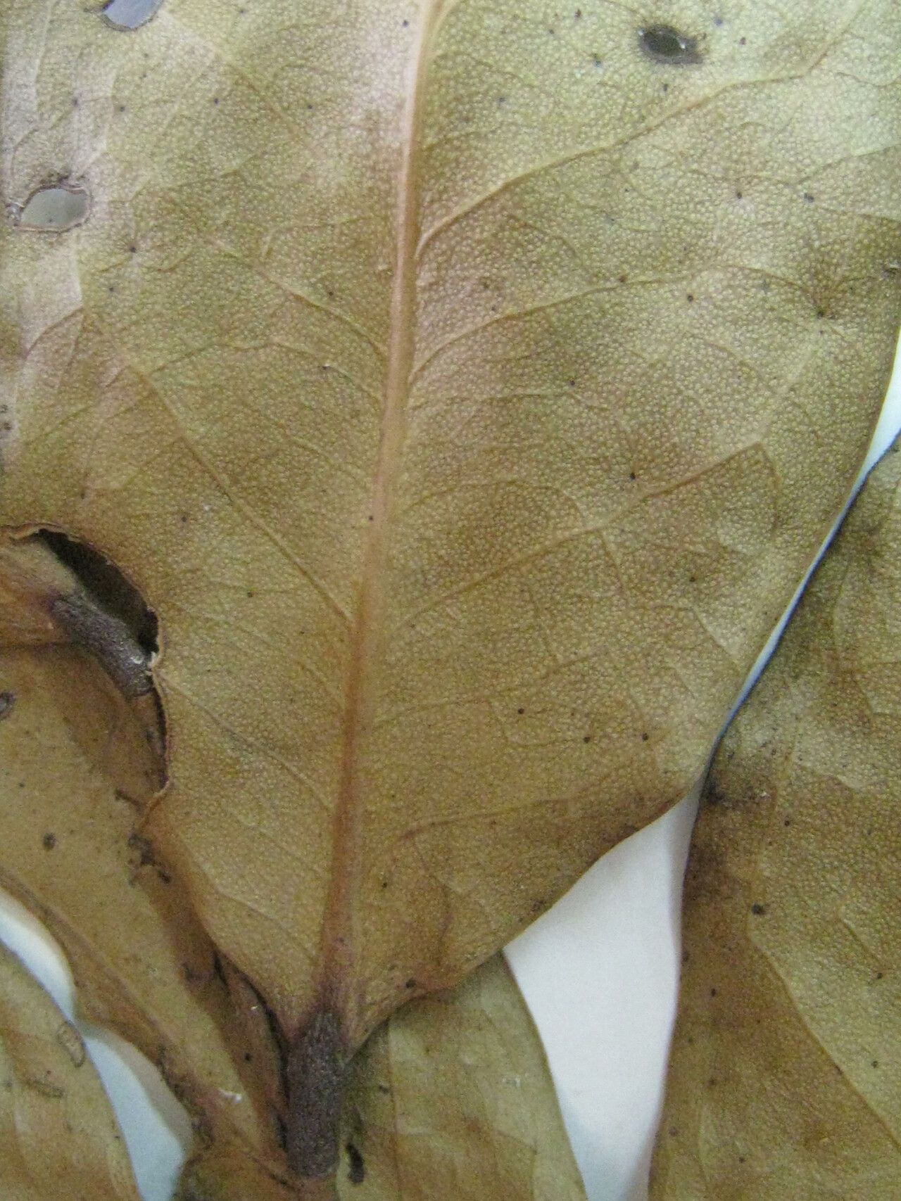 Licania irwinii other