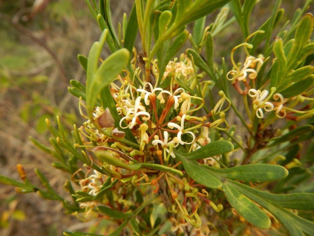 Stenocarpus heterophyllus fruit