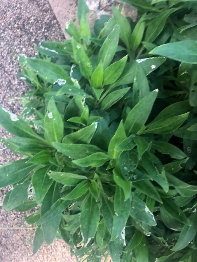 Silene hifacensis leaf