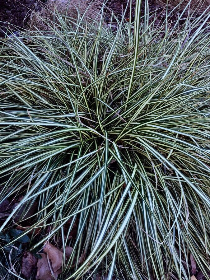 Carex ornithopoda — search result for 'Cyperaceae'