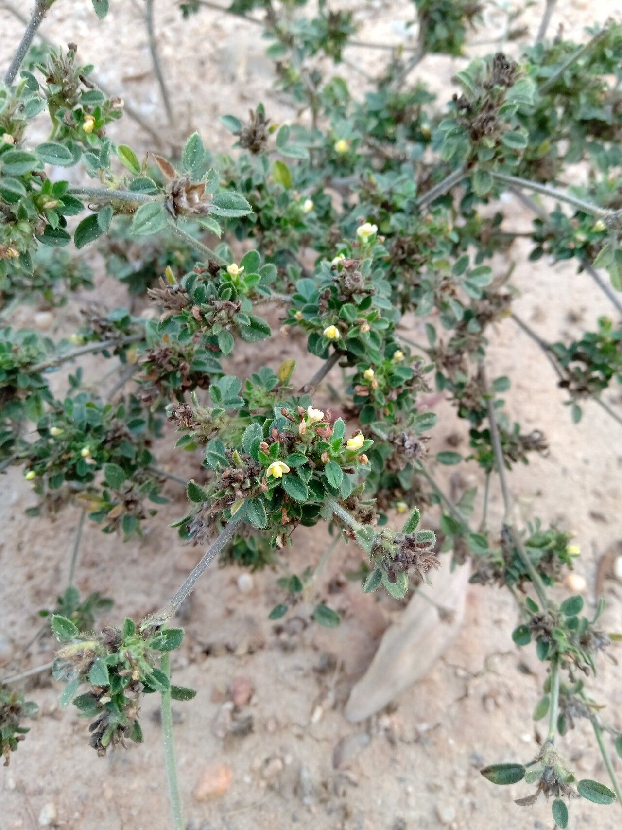 Stylosanthes viscosa — houseplant care guide