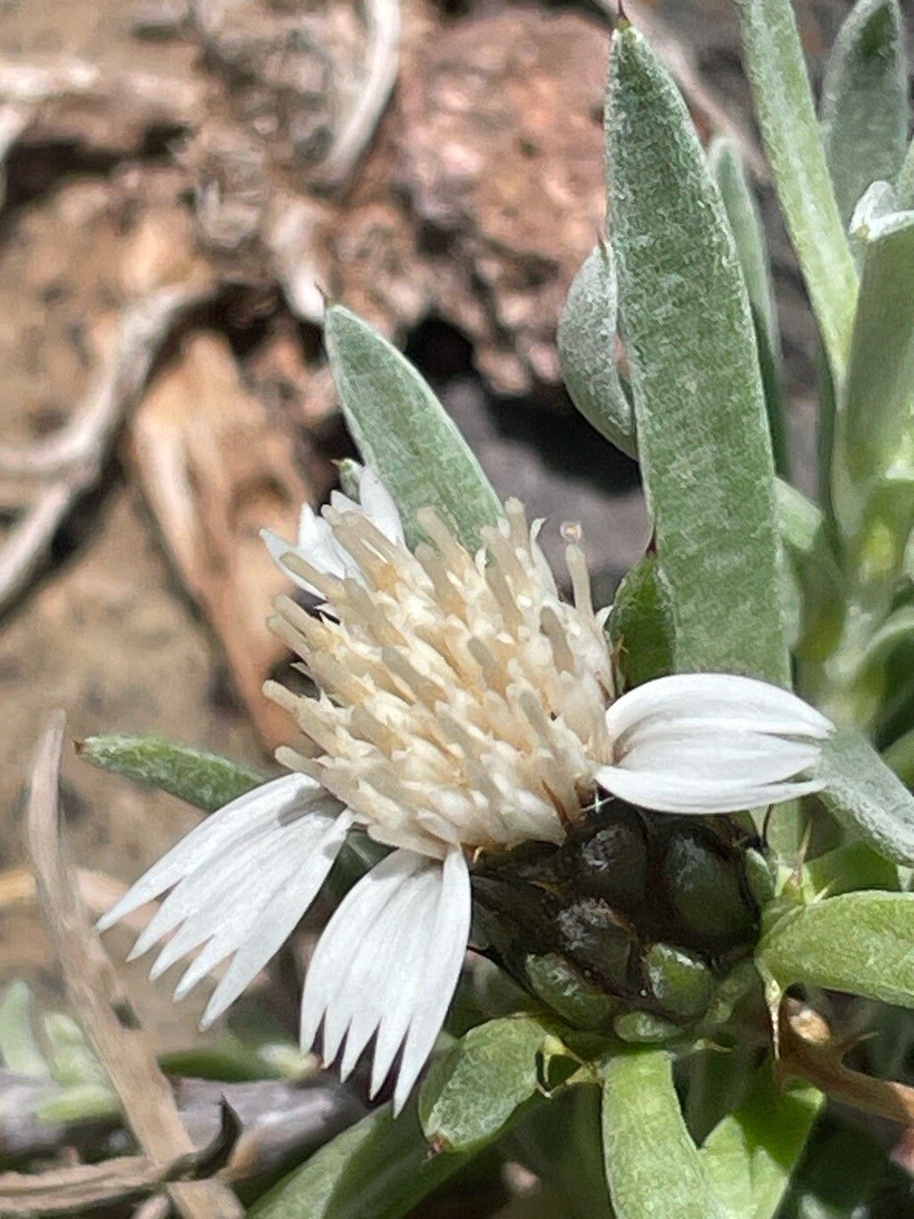 Atractylis arbuscula flower