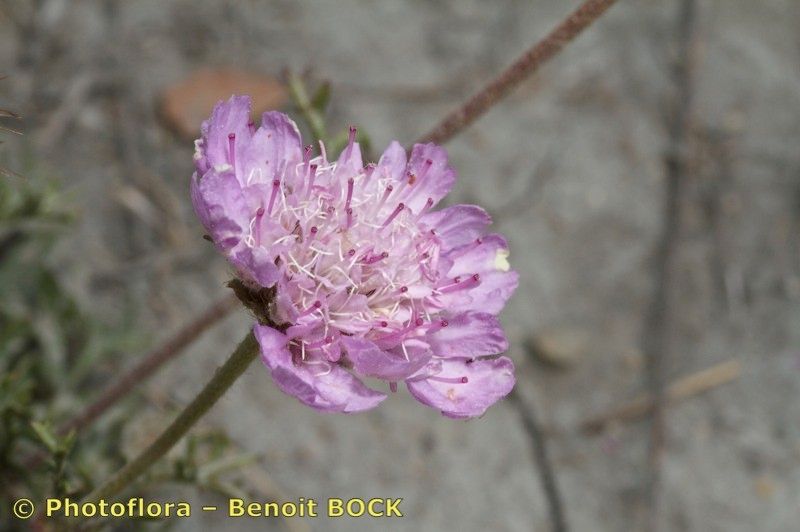 Lomelosia pulsatilloides — search result for 'Lomelosia'