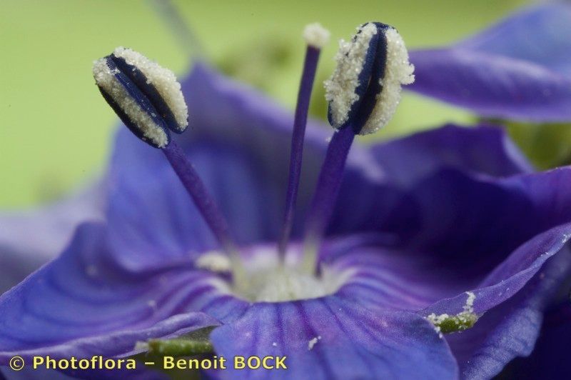 Veronica scheereri flower