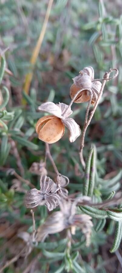Helianthemum apenninum fruit
