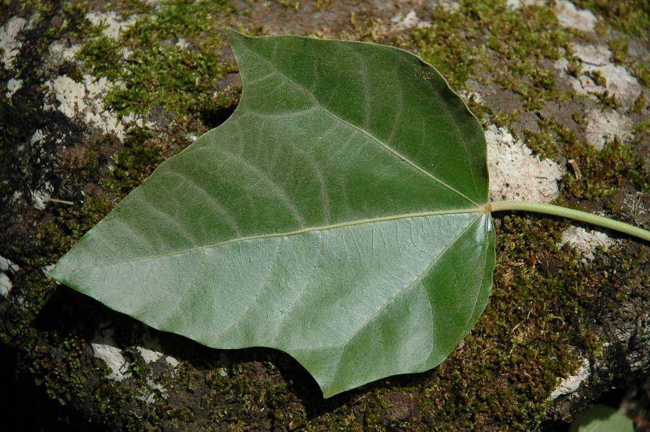 Aleurites moluccanus leaf