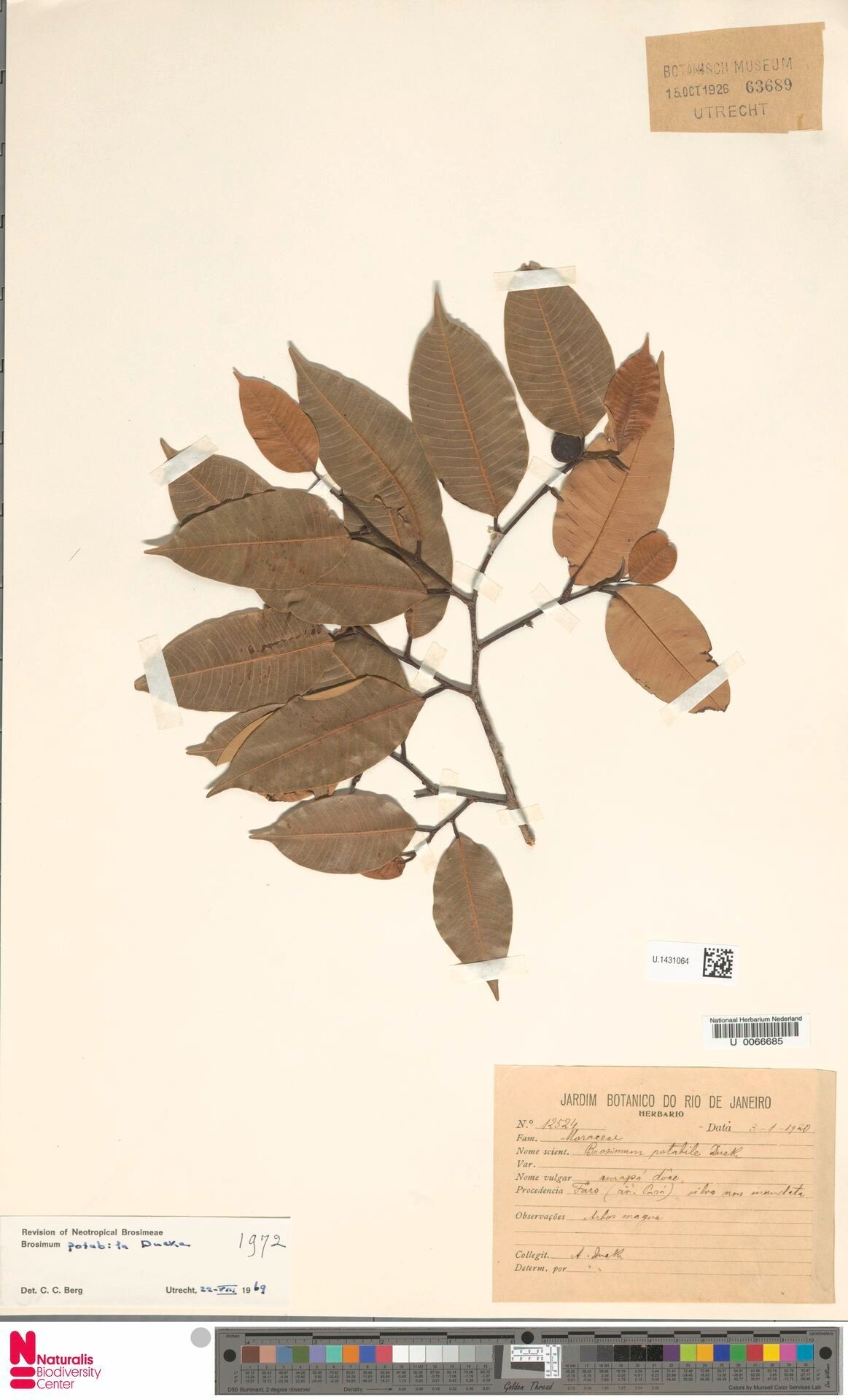 Brosimum potabile fruit