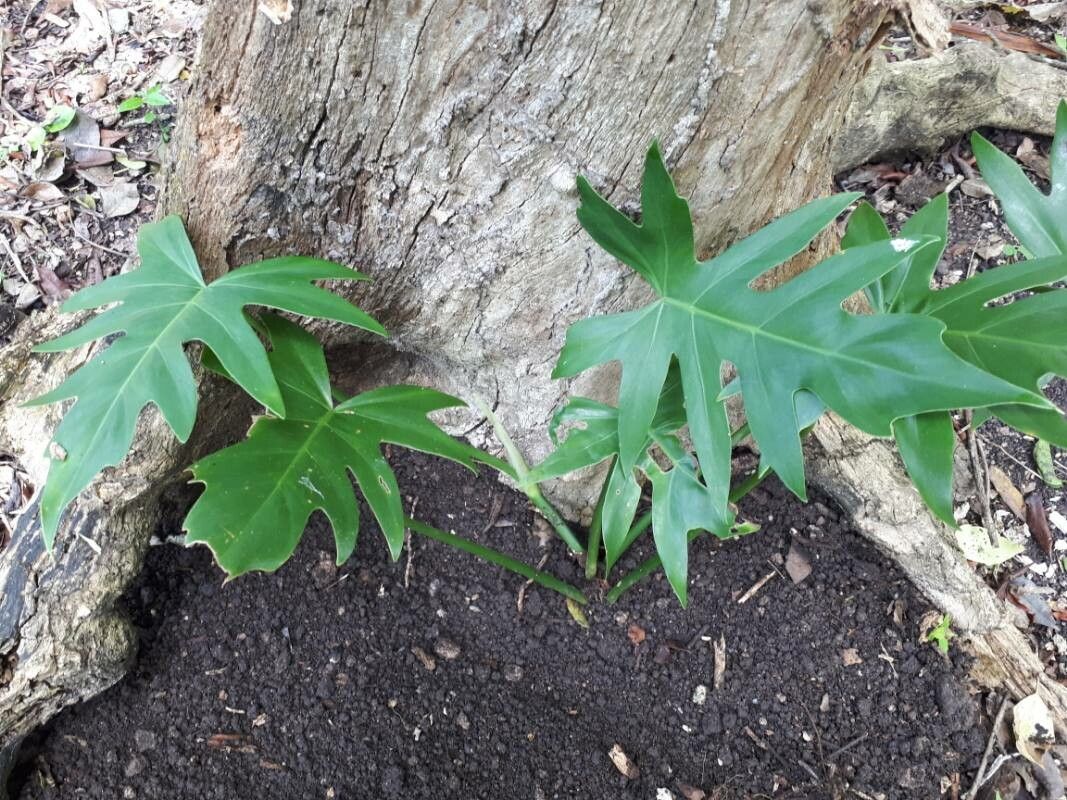 Philodendron glanduliferum — search result for 'Philodendron'