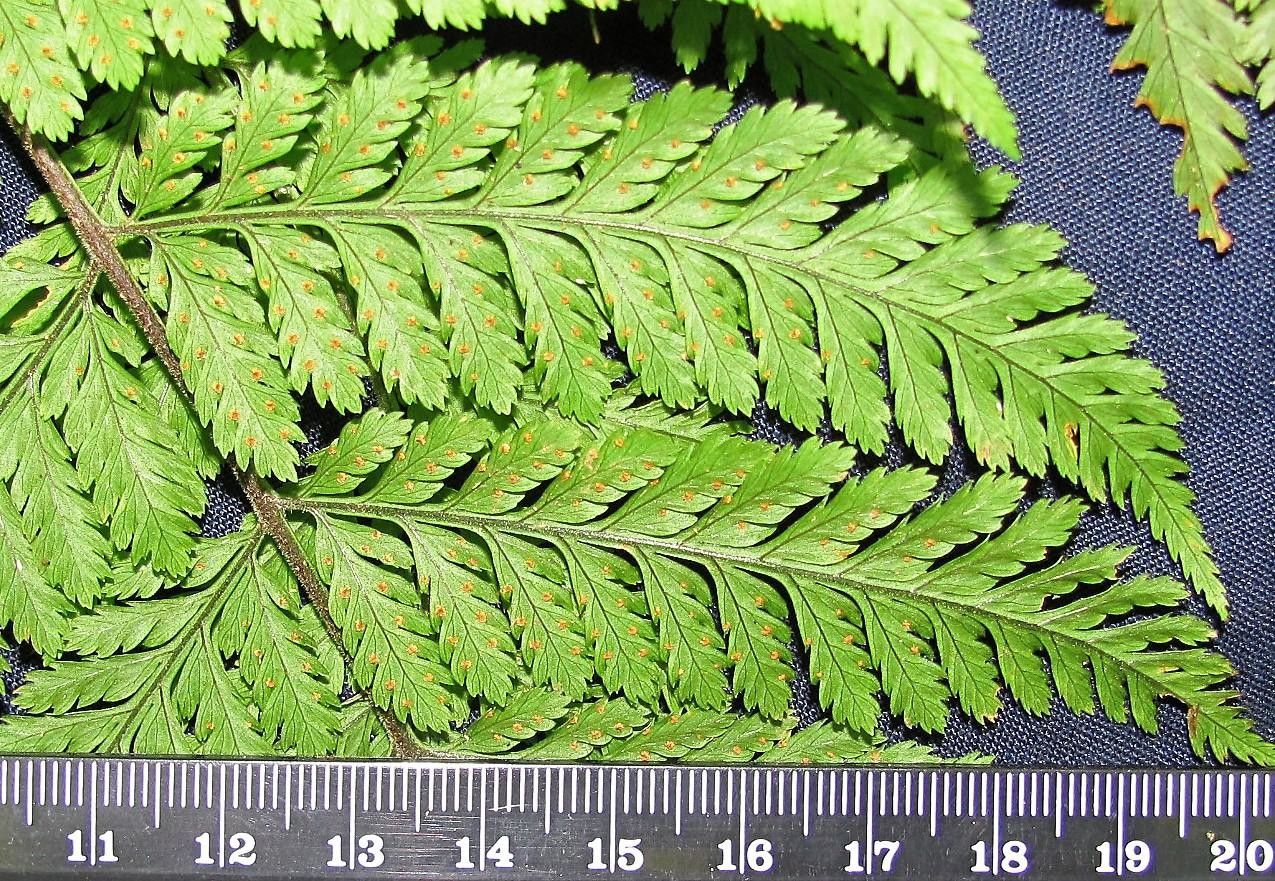 Parapolystichum excultum leaf