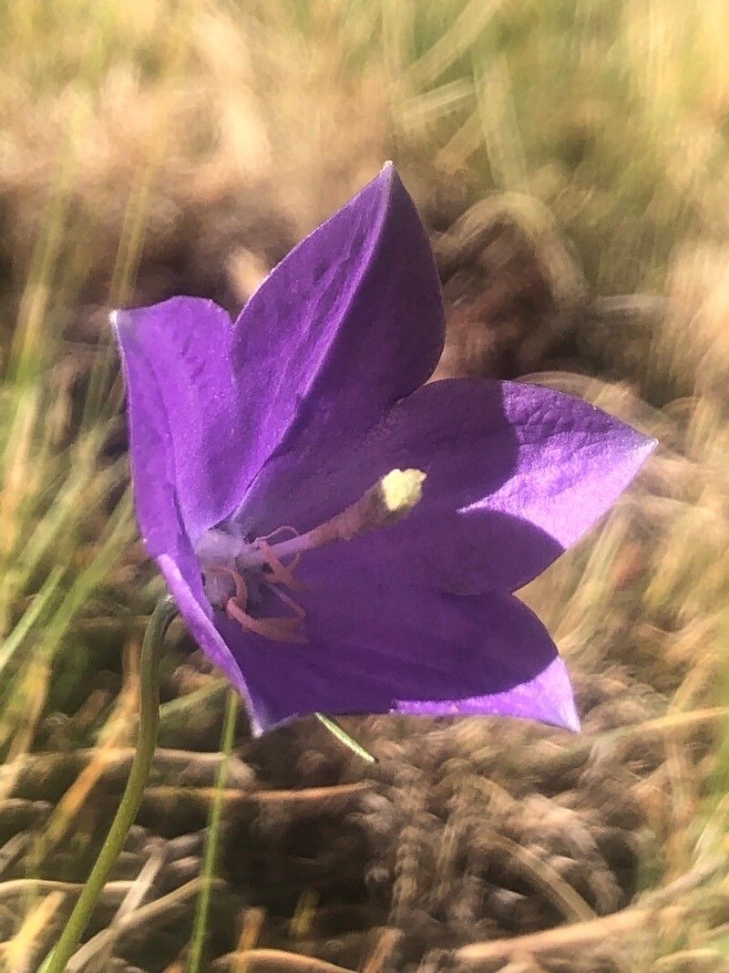 Campanula herminii flower