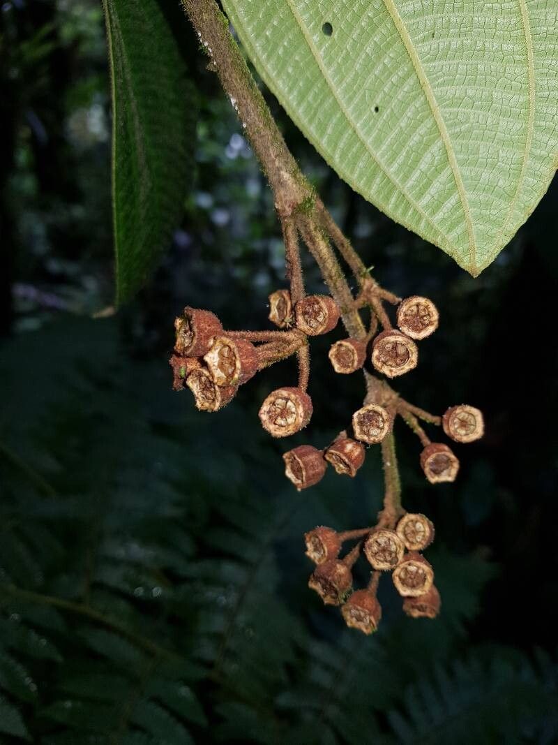 Meriania phlomoides fruit
