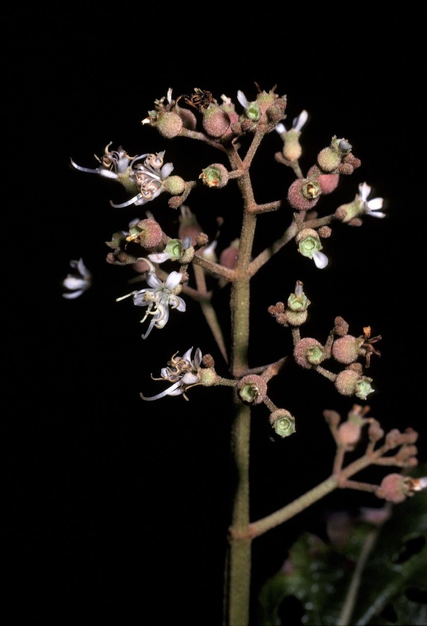 Miconia alata flower