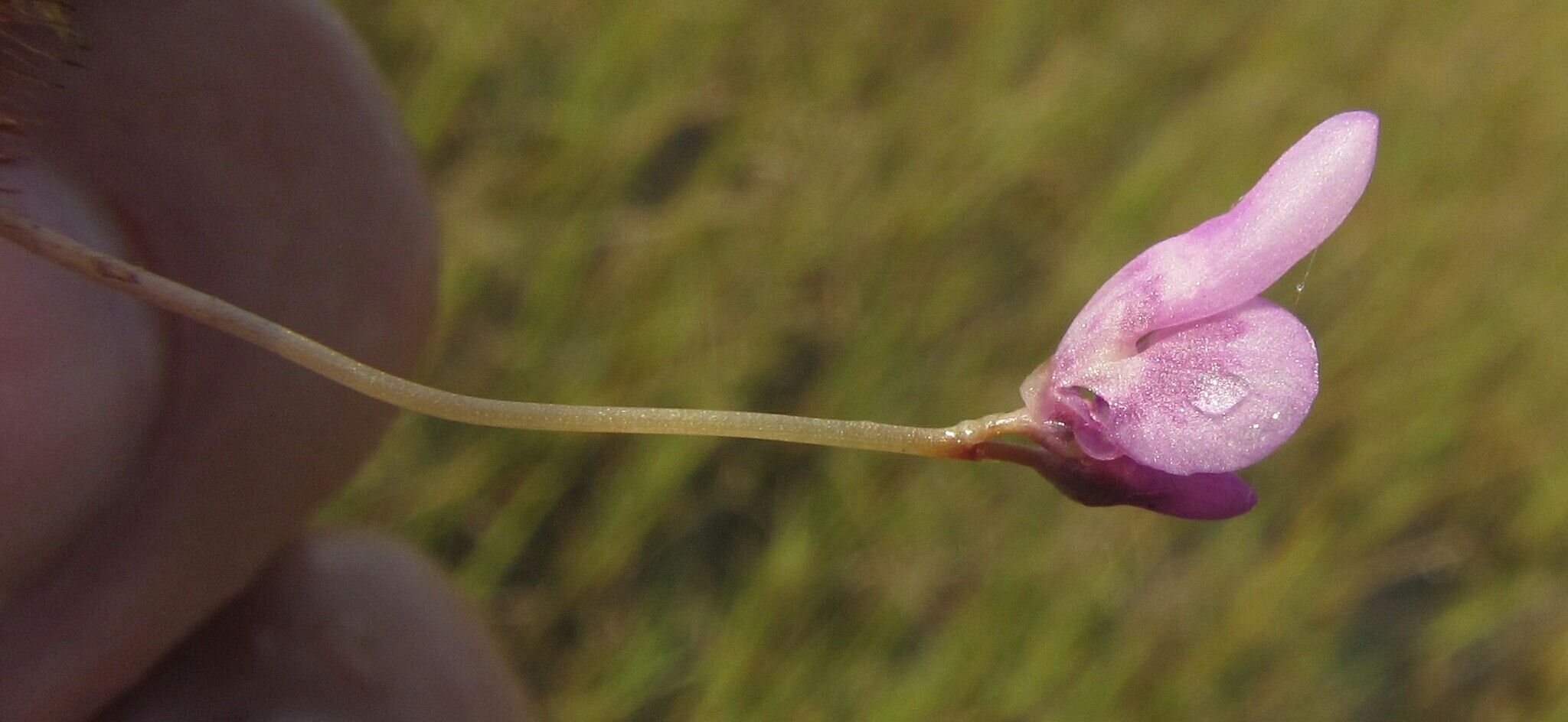 Utricularia benjaminiana flower