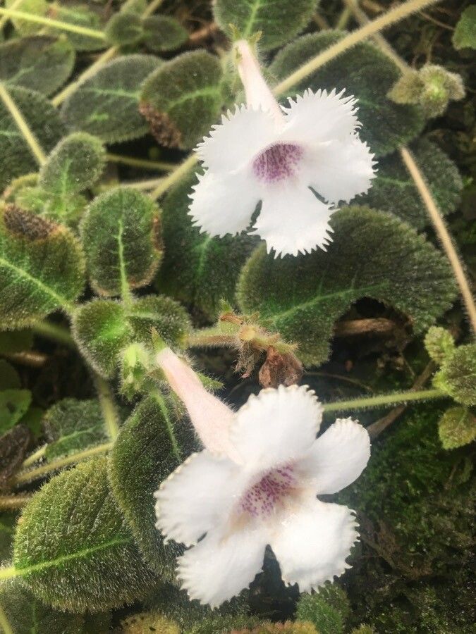 Episcia fimbriata flower