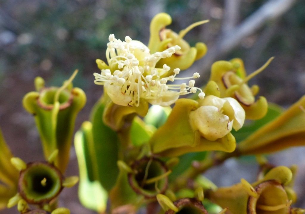 Syzygium pterocalyx flower