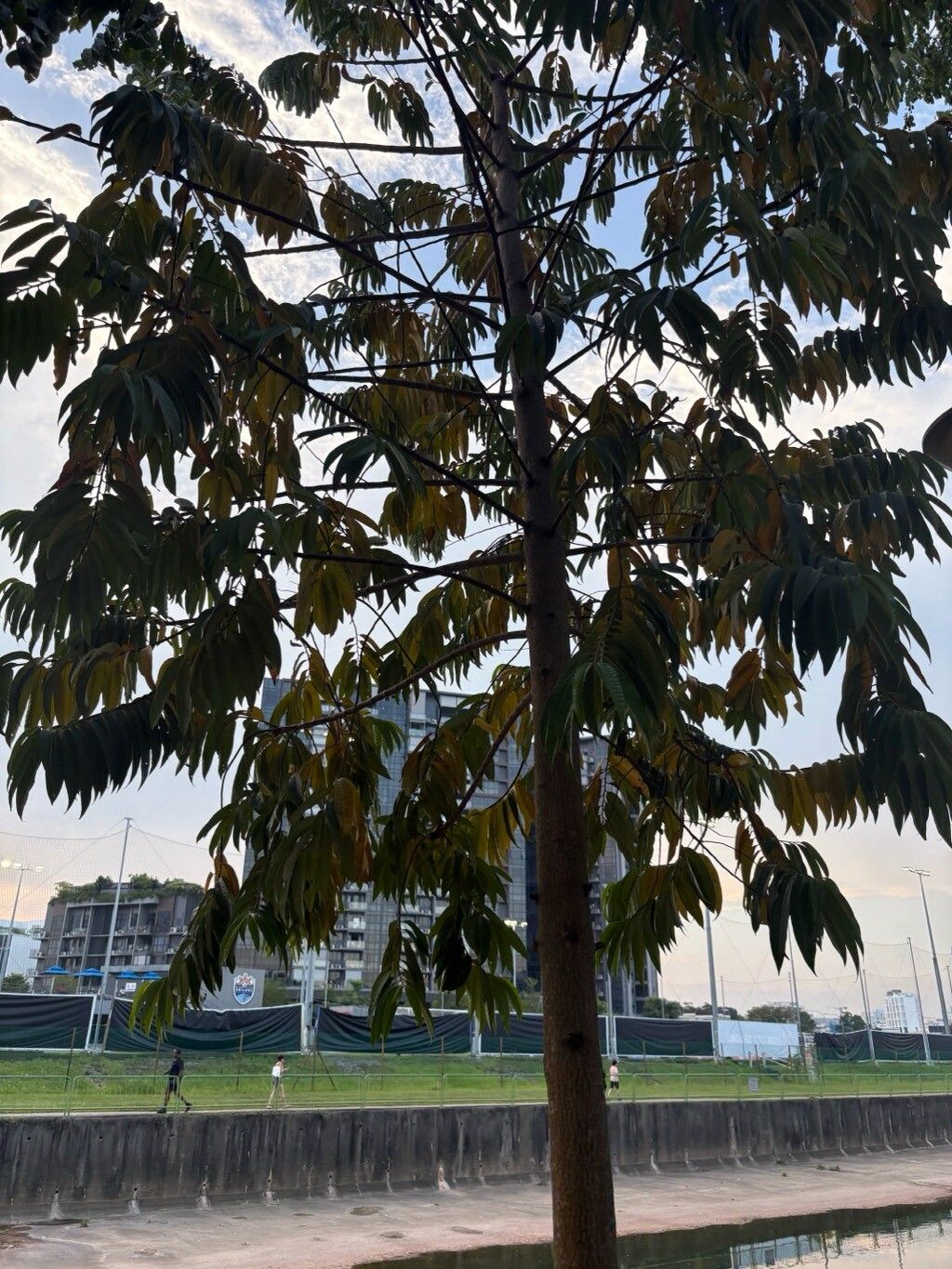 Horsfieldia irya — related species from the same genus