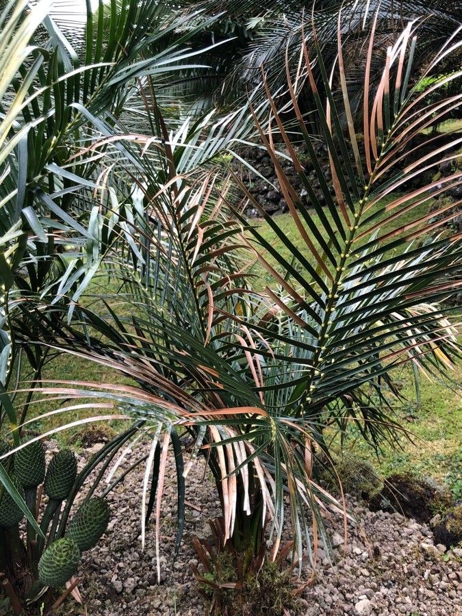 Macrozamia lucida habit