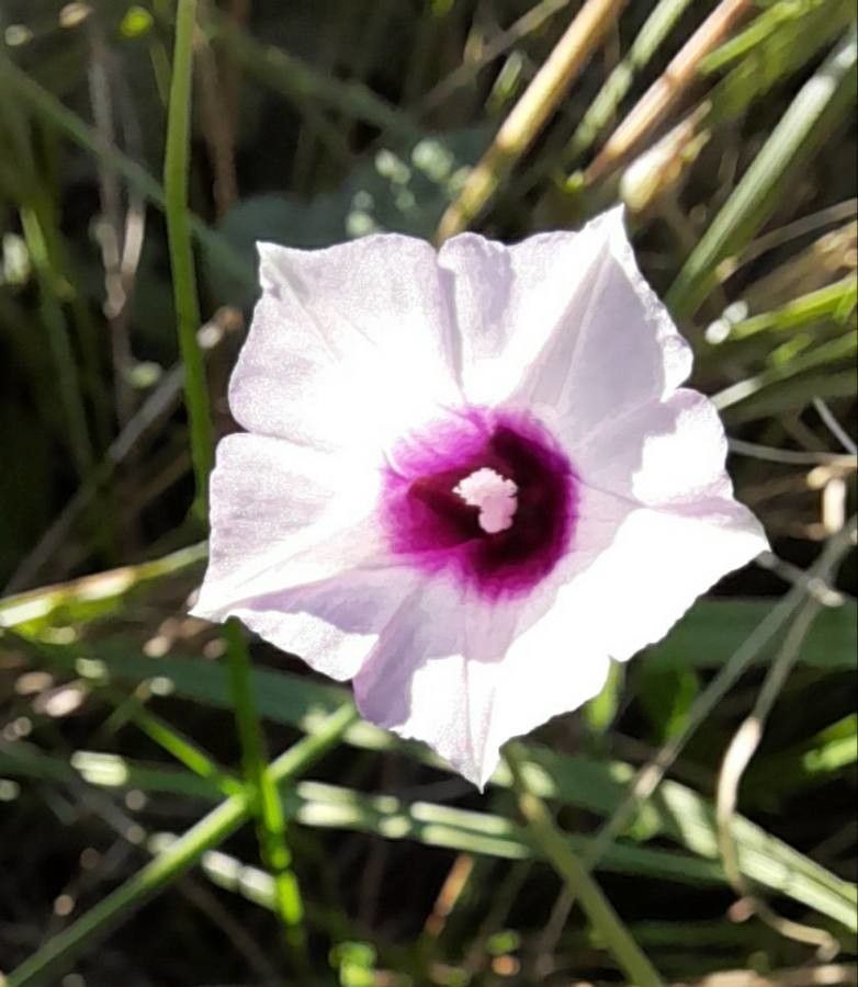 Ipomoea amnicola flower