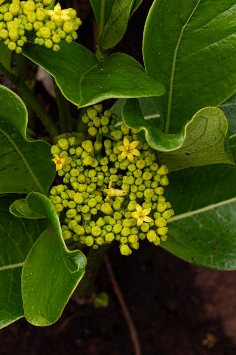 Psychotria eminiana — houseplant care guide