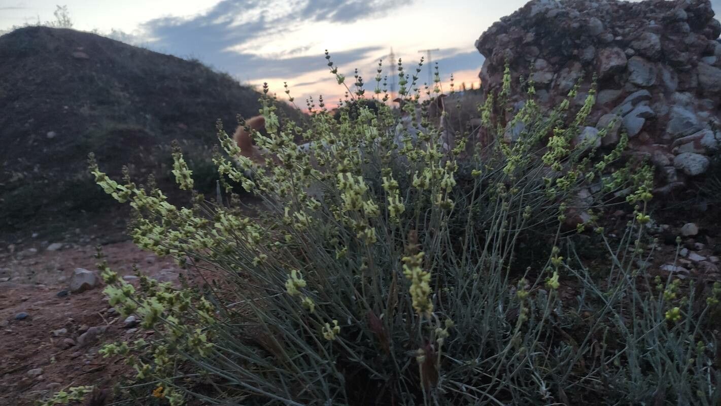 Sideritis incana habit