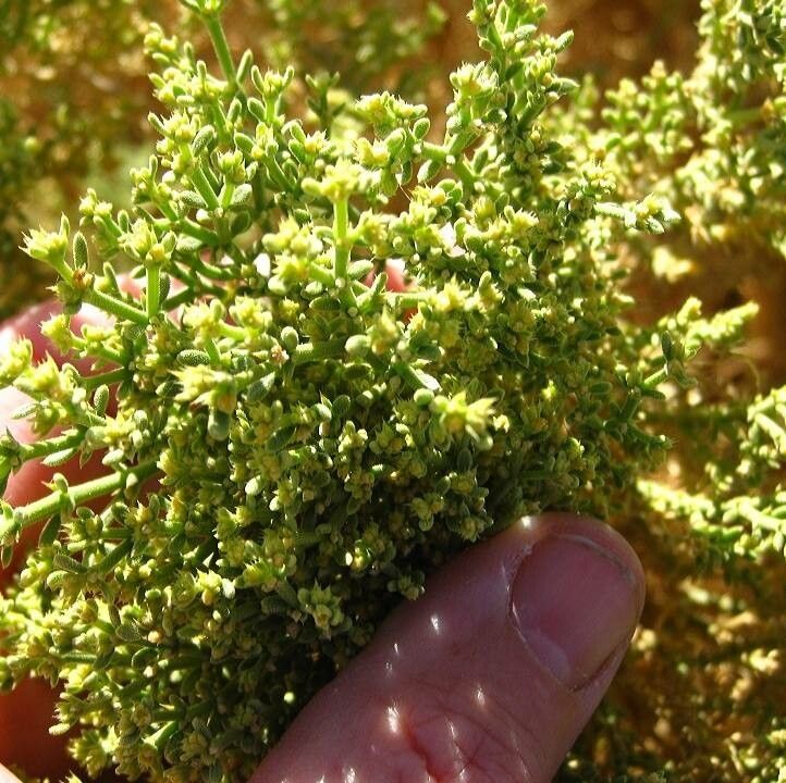 Zygophyllum zilloides — houseplant care guide