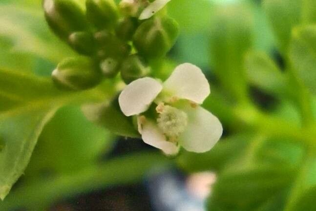 Cardamine bonariensis flower