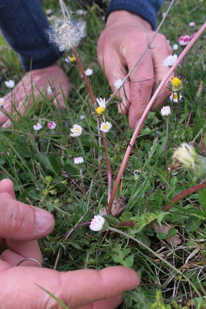 Taraxacum oxoniense — houseplant care guide