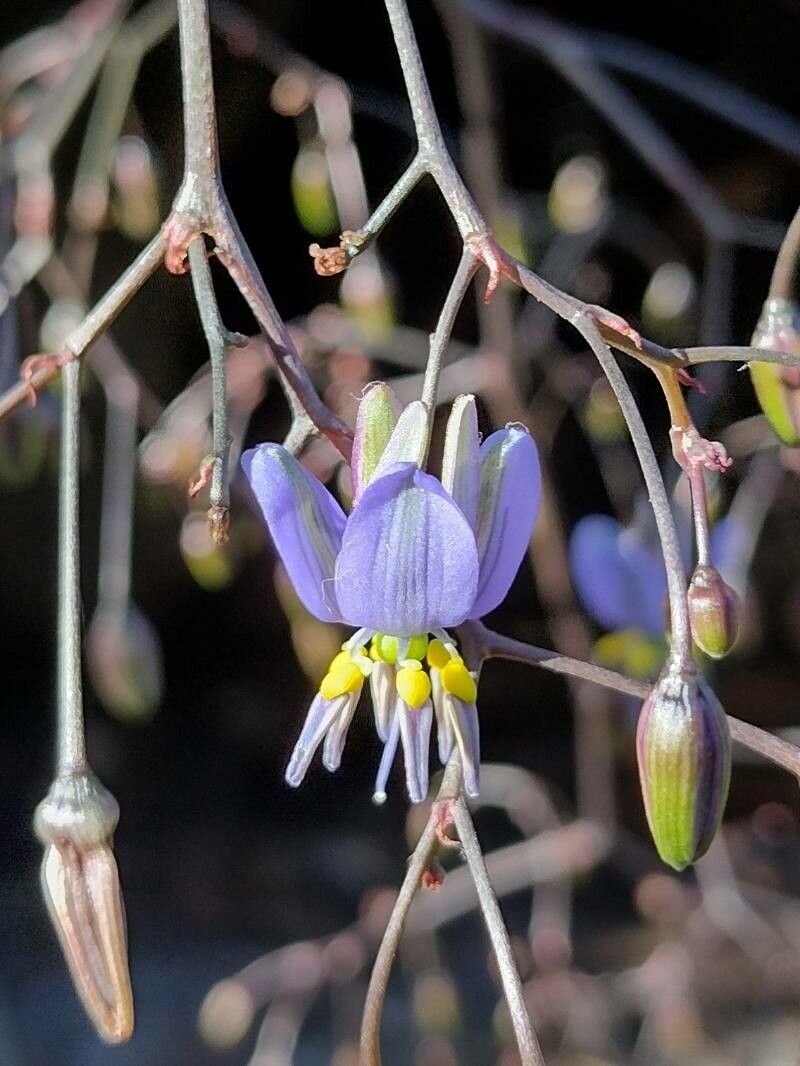 Dianella prunina flower