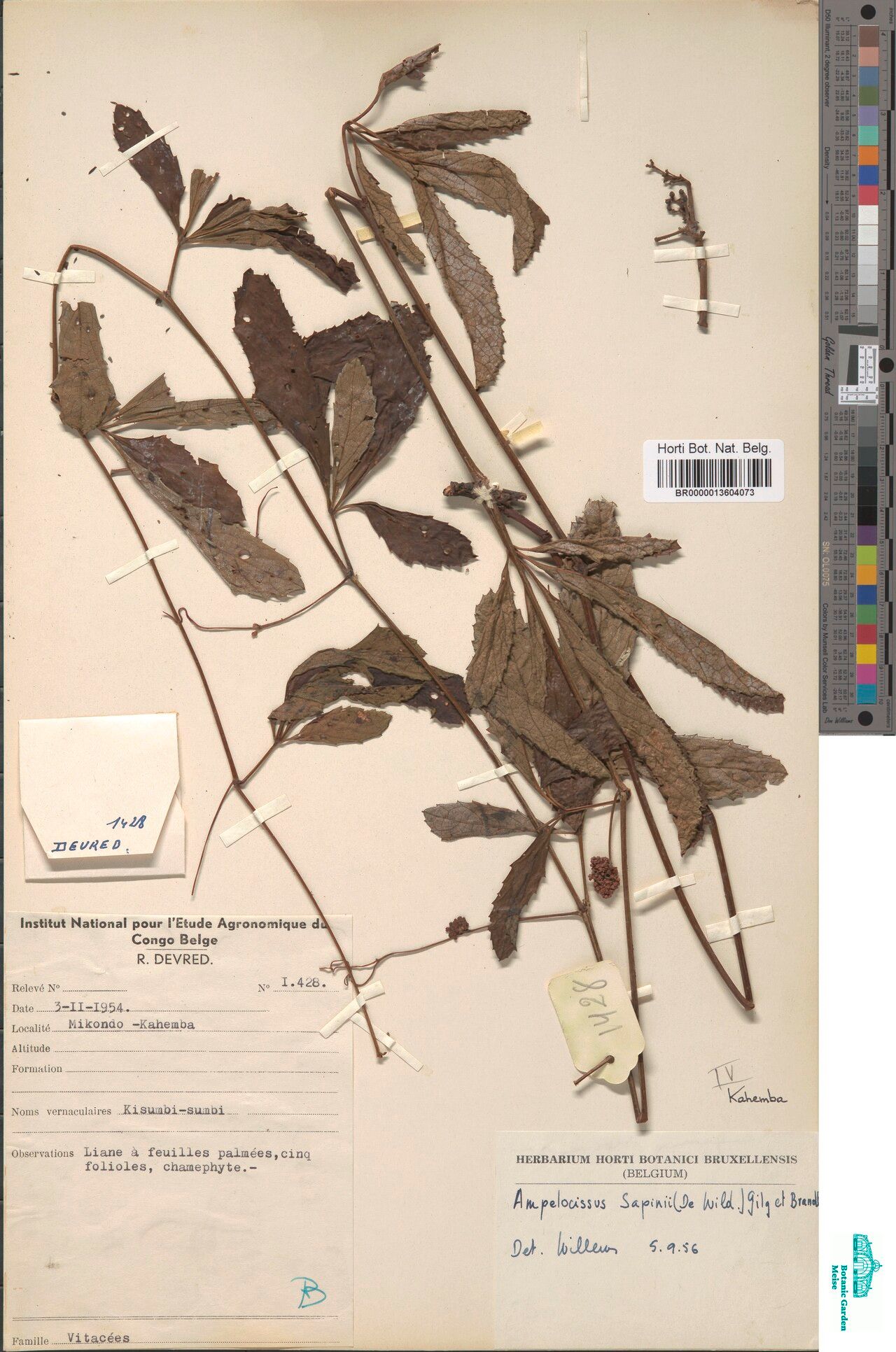 Ampelocissus sapinii — houseplant care guide