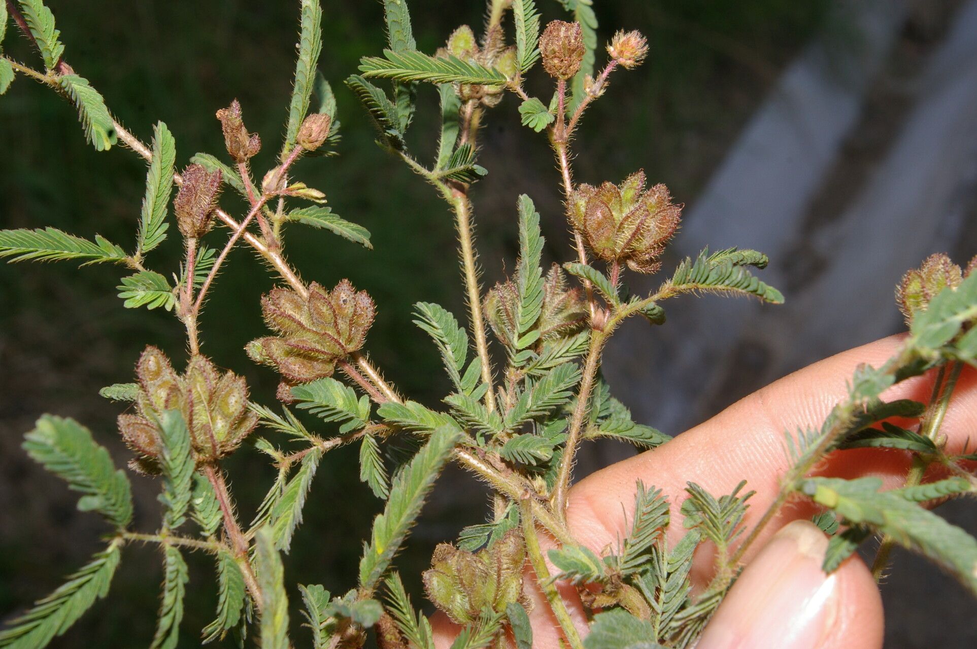Mimosa camporum fruit