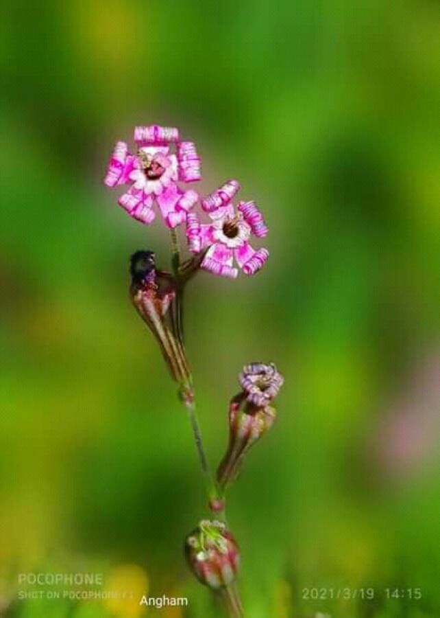 Silene bellidifolia flower