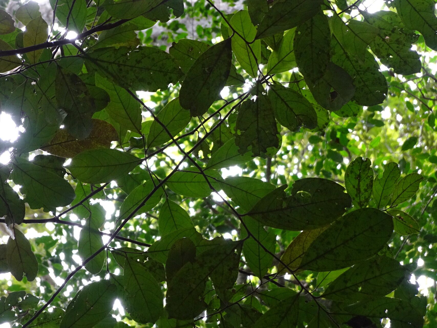 Tapura africana — related species from the same genus